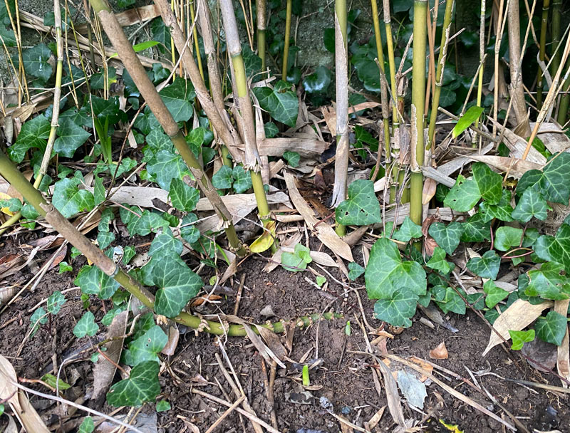Running Bamboo